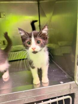 Patriot and Yankee -  Domestic Medium Hair Cat for Adoption in Lincoln Park, Michigan - Patriot And Yankee | PetCurious
