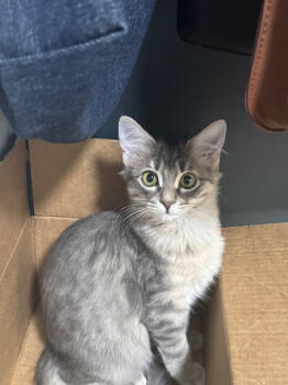 Rescue Domestic Medium Hair Cats for Adoption in Lafayette, Colorado - Ophelia | PetCurious