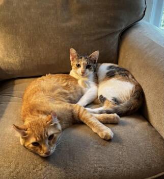 Daisy and Daniel -  Tabby and Calico Cat for Adoption in Wyandotte, Michigan - Daisy And Daniel | PetCurious