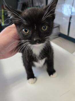 Apollo -  Domestic Short Hair Cat for Adoption in Salt Lake City, Utah - Apollo | PetCurious