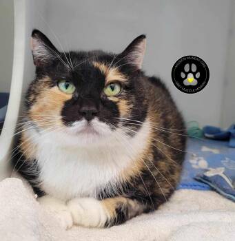 Domestic Short Hair Cats Available for Adoption in Delson, Quebec - Dakara | PetCurious