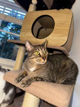 Rescue Domestic Short Hair Cats for Adoption in Miami, Florida - COURTESY POST: Maky | PetCurious