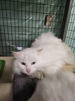 Domestic Long Hair Cats Available for Adoption - Genara | PetCurious
