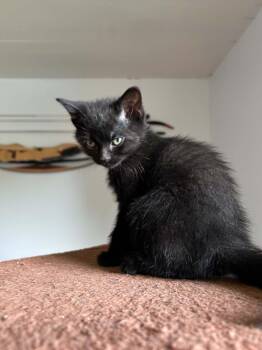 Cafe -  Domestic Short Hair Cat Available for Adoption in Wakefield, Quebec - Cafe | PetCurious
