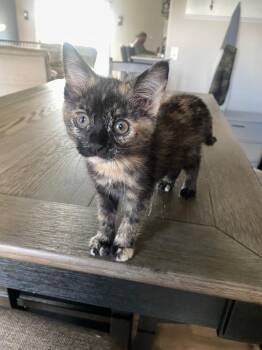 Birdie -  Domestic Short Hair Cat for Adoption in Mineral Point, Wisconsin - Birdie | PetCurious