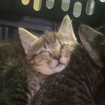 Rescue Domestic Short Hair Cats for Adoption in Lynchburg, Virginia - Nimbus | PetCurious