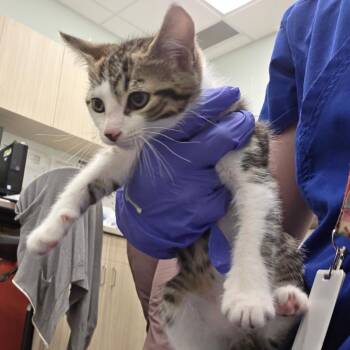 Potato Head -  Domestic Short Hair Cat for Adoption in Chattanooga, Tennessee - Potato Head | PetCurious