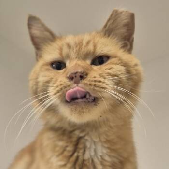 Cheddar Boy -  Domestic Short Hair Cat for Adoption in Philadelphia, Pennsylvania - Cheddar Boy | PetCurious