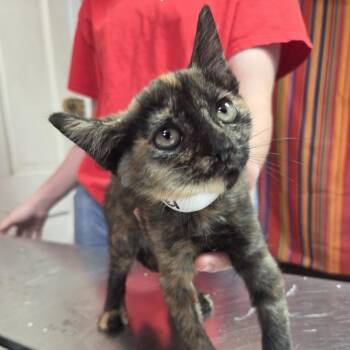 Pretzel -  Domestic Short Hair Cat for Adoption in Leander, Texas - Pretzel | PetCurious