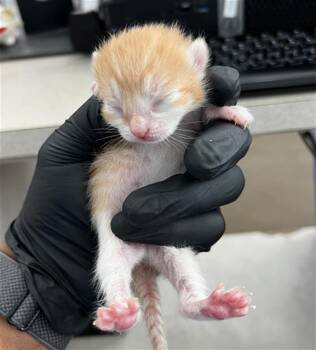 CINNAMON -  Domestic Medium Hair Cat for Adoption in Dallas, Texas - CINNAMON | PetCurious