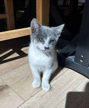 Domestic Short Hair Cats Available for Adoption - Daisy | PetCurious