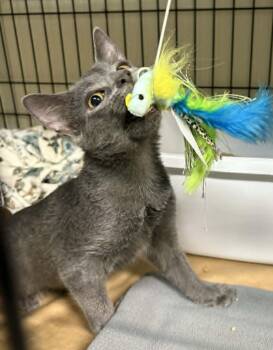 Rebel -  Domestic Short Hair Cat for Adoption in Ocean City, New Jersey - Rebel | PetCurious