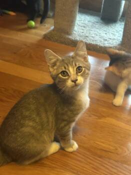 Neo -  Domestic Short Hair Cat for Adoption in Absecon, New Jersey - Neo | PetCurious