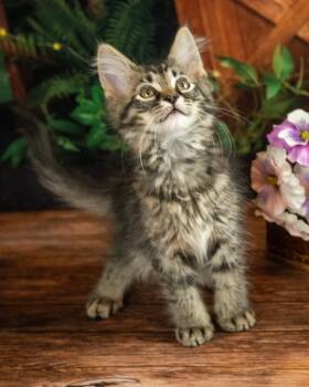 Malarky -  Domestic Medium Hair Cat for Adoption in Lapeer, Michigan - Malarky | PetCurious