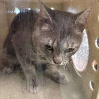 Nugget -  Domestic Short Hair Cat for Adoption in Philadelphia, Pennsylvania - Nugget | PetCurious