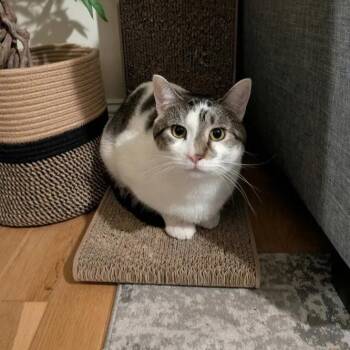 Lucas -  Domestic Short Hair Cat for Adoption in Weehawken Township, New Jersey - Lucas | PetCurious