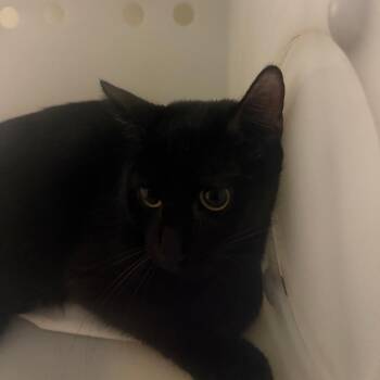Midnight -  Domestic Long Hair Cat for Adoption in Columbus, Georgia - Midnight | PetCurious
