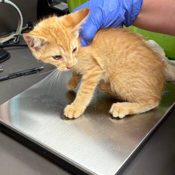 Simon -  Domestic Short Hair Cat for Adoption in Columbus, Georgia - Simon | PetCurious