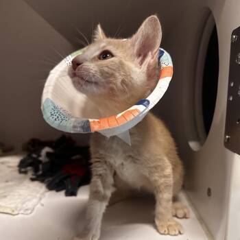Birthday Cake -  Domestic Short Hair Cat for Adoption in Dearborn, Michigan - Birthday Cake | PetCurious