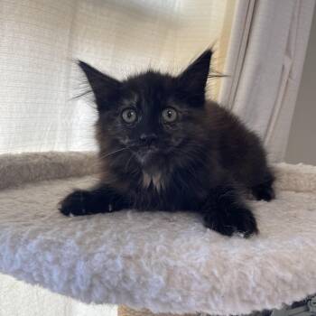 Tortoiseshell Cats Available for Adoption - Princess Peach  | PetCurious
