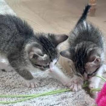 Gracie (Violet) -  Domestic Short Hair Cat for Adoption in Cumming, Georgia - Gracie (Violet) | PetCurious