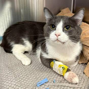 Hitchhiker -  Domestic Short Hair Cat for Adoption in Manhattan, Kansas - Hitchhiker | PetCurious