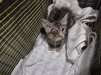VALLEY -  Domestic Short Hair Cat for Adoption in San Antonio, Texas - VALLEY | PetCurious