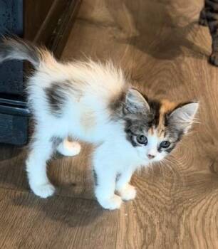 Zizi -  Calico and Domestic Short Hair Cat for Adoption in San Antonio, Texas - Zizi | PetCurious