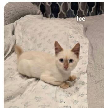 Ice (Orlando Fl) HOPE pet -  Siamese Cat for Adoption in Orlando, Florida - Ice (Orlando Fl) HOPE Pet | PetCurious