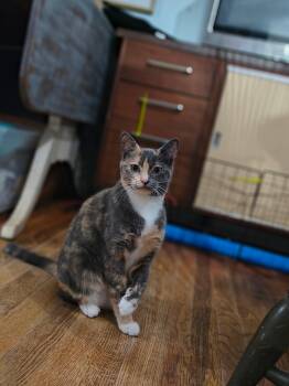 Everly -  Domestic Short Hair Cat for Adoption in Clayton, North Carolina - Everly | PetCurious
