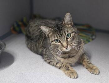 Tabby Cats Available for Adoption - Martha | PetCurious