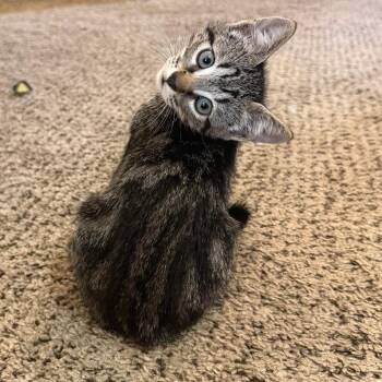Domestic Short Hair Cats Available for Adoption in Austin, Texas - Cracker Jacks | PetCurious