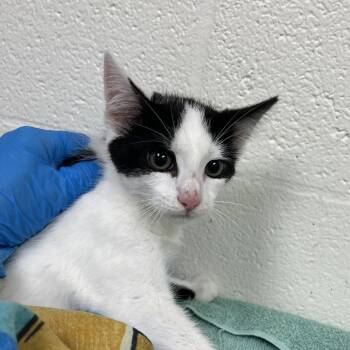 SVAS-Stray-38851 -  Domestic Short Hair Cat for Adoption in Lyndhurst, Virginia - SVAS-Stray-38851 | PetCurious