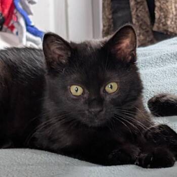 Shadow -  Domestic Short Hair Cat for Adoption in New Albany, Ohio - Shadow | PetCurious