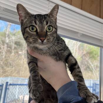Domestic Short Hair Cats Available for Adoption - Stevie | PetCurious