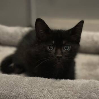 Penguin -  Domestic Short Hair Cat for Adoption in NEW PT RICHEY, Florida - Penguin | PetCurious