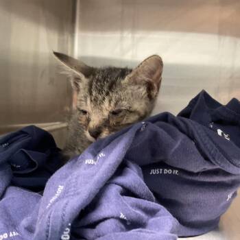 Gideon -  Domestic Short Hair Cat for Adoption in Saint Joseph, Missouri - Gideon | PetCurious