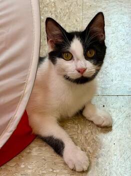 Kali -  Domestic Short Hair Cat for Adoption in Spring Brook, New York - Kali | PetCurious