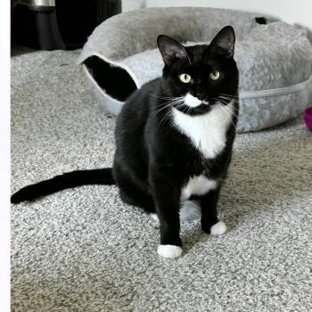 Rescue Tuxedo Cats for Adoption in Magnolia, Texas - Splash | PetCurious