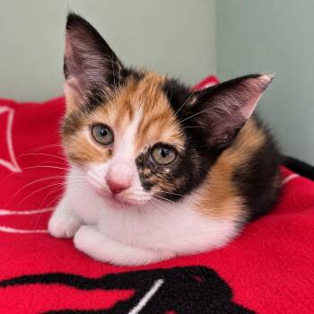 Scoop -  Domestic Short Hair Cat for Adoption in Pontiac, Michigan - Scoop | PetCurious