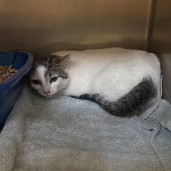 Domestic Short Hair Cats Available for Adoption in Bristol, Indiana - Paulo | PetCurious
