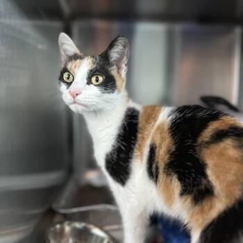 Nutmeg -  Domestic Short Hair Cat for Adoption in Matteson, Illinois - Nutmeg | PetCurious
