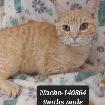 Domestic Short Hair Cats Available for Adoption in New Tazewell, Tennessee - Nacho | PetCurious