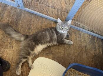 Thistle -  Domestic Long Hair Cat for Adoption in Brighton, New York - Thistle | PetCurious