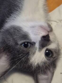 Domestic Short Hair Cats Available for Adoption - Centauri | PetCurious