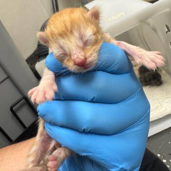 Tie dye backpack -  Domestic Short Hair Cat for Adoption in Columbiana, Alabama - Tie Dye Backpack | PetCurious