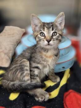 Sydney -  Domestic Short Hair Cat for Adoption in Westland, Michigan - Sydney | PetCurious