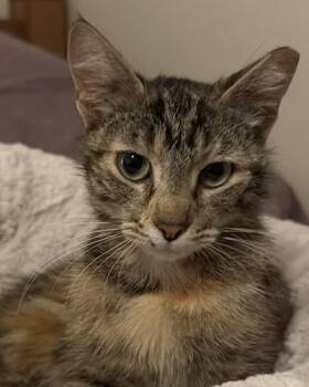 (CP) Bindi -  Torbie and Domestic Short Hair Cat for Adoption in North Highlands, California - (CP) Bindi | PetCurious