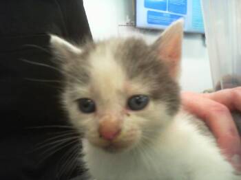 ELSIE -  Domestic Medium Hair Cat Available for Adoption in Charlotte, North Carolina - ELSIE | PetCurious