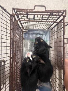 LP -  Domestic Medium Hair Cat for Adoption in Sorrento, Louisiana - LP | PetCurious